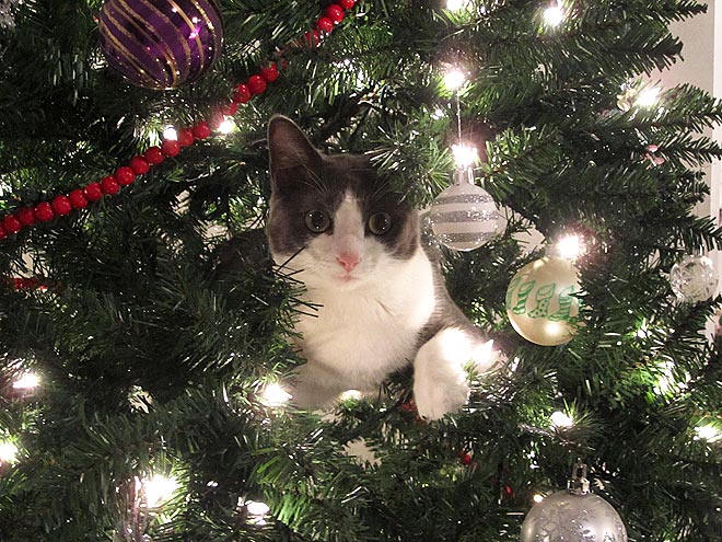 Cat In Christmas Tree Pictures Wallpapers